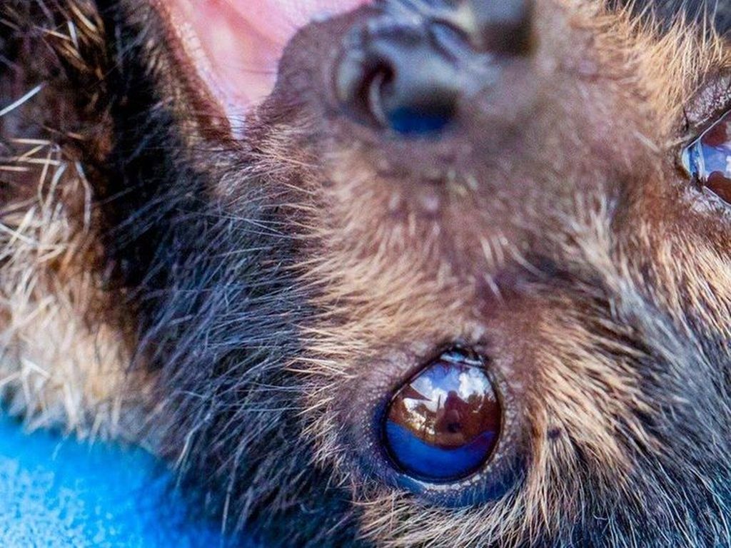 Puluhan Ribu Kelelawar di Australia Mati dalam Waktu 2 Hari Puluhan Ribu Kelelawar di Australia Mati dalam Waktu 2 Hari