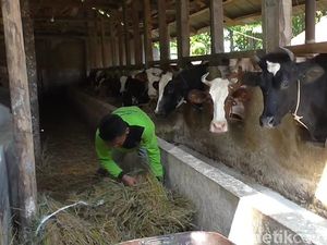 Produksi Susu Sapi di Garut Menurun Akibat Cuaca Buruk