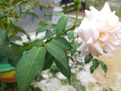 Hujan Abu Guyur Lereng Gunung Merapi Sisi Timur