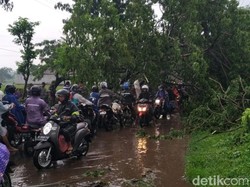 Pohon Tumbang di Jalur Pasuruan-Purwosari Sempat Lumpuhkan Lalin