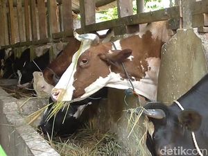 Pemerintah Bakal Beri KUR untuk Peternak Sapi Pemerintah Bakal Beri KUR untuk Peternak Sapi