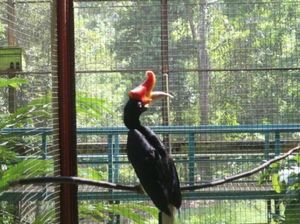 Bertemu Burung Langka di Kalimantan
