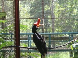 Bertemu Burung Langka di Kalimantan