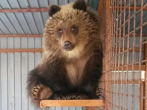 Kisah Mashka Si Beruang Kesepian yang Ditolak di Kampungnya