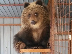 Kisah Mashka Si Beruang Kesepian yang Ditolak di Kampungnya