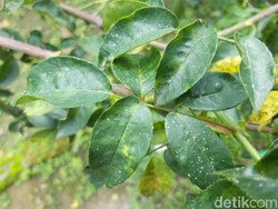 Hujan Abu di Merapi Akibat 3 Kali Guguran Lava Pijar dalam 6 Jam