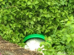 Polisi Pelototi CCTV Ungkap Kasus Mayat Dalam Tong