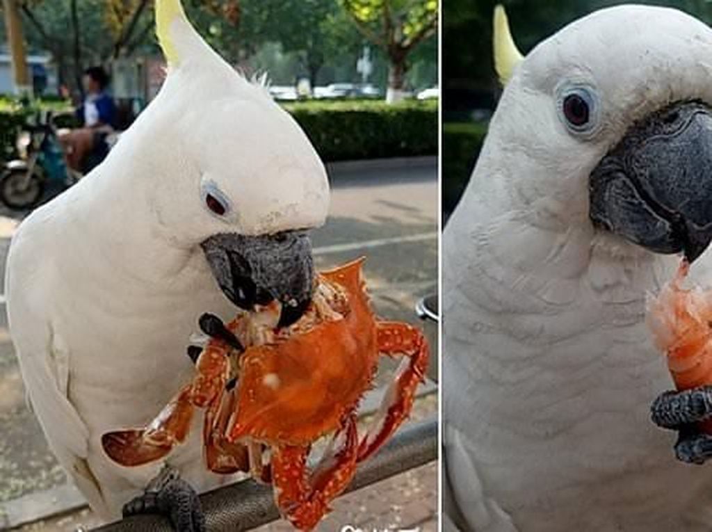 Gemas! Burung Kakatua Asal China Ini Doyan Banget Makan Seafood Gemas! Burung Kakatua Asal China Ini Doyan Banget Makan Seafood
