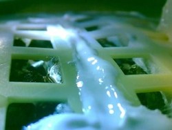 Tanaman Pertama China yang Ditumbuhkan di Bulan Layu dan Mati