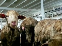 Aktivis Hewan Dituduh Bayar Rekaman Ekspor Ternak Hidup Australia