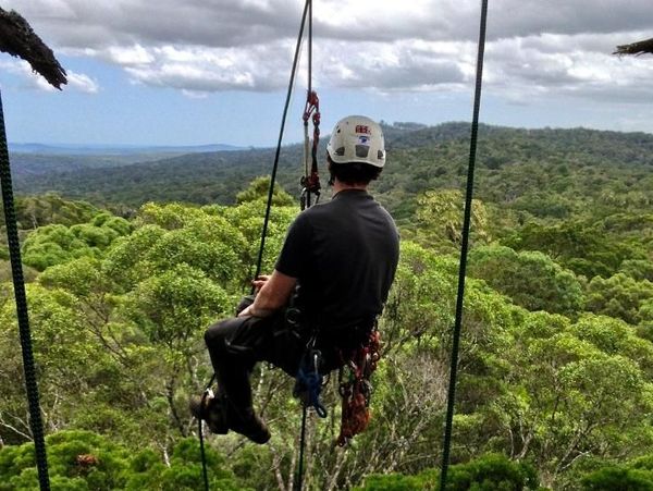 Foto: Mereka Pemanjat Pohon-pohon Tertinggi Dunia