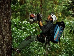 Belum Banyak yang Tahu, Kisah Pemanjat Pohon-pohon Tertinggi Sedunia
