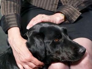 Kisah Anjing Terlatih Bantu Saksi Lewati Proses Sidang Penuh Tekanan