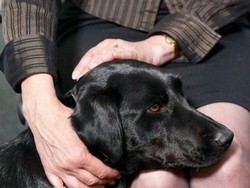 Kisah Anjing Terlatih Bantu Saksi Lewati Proses Sidang Penuh Tekanan