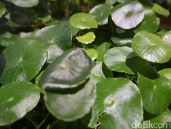 Herbal Ini Bisa Meningkatkan Kecerdasan, Berikut Penjelasan dr Zaidul Akbar