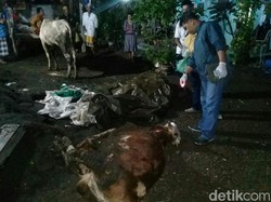 Tiga Ekor Sapi Mati Mendadak, Dokter Hewan: Keracunan Makanan