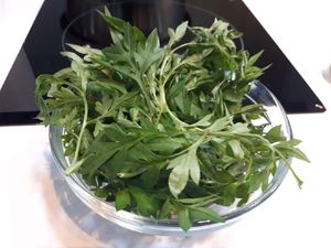 Mengulik Beragam Manfaat Daun Kenikir dan Kandungan di Dalamnya