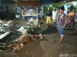 Heboh Tiga Ekor Sapi di Situbondo Mati Mendadak