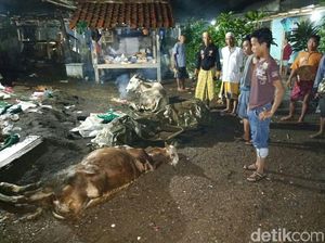 Heboh Tiga Ekor Sapi di Situbondo Mati Mendadak Heboh Tiga Ekor Sapi di Situbondo Mati Mendadak