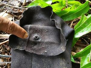 Seorang Karyawan Tewas Digigit Harimau, TWNC Beri Penjelasan