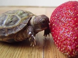 Lucunya Aksi Bayi Kura-kura Saat Berusaha Gigit Strawberry Raksasa