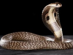 Berani Coba? Tempat Makan di Jakarta Ini Tawarkan Empedu Ular dan Sate Biawak