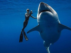 Cerita Tim Penyelam Saat Bertemu Hiu Putih Terbesar di Dunia