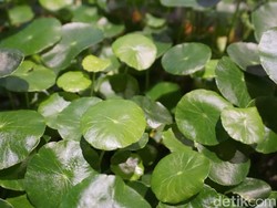 Daun Pegagan, Tanaman Liar yang Beri 5 Manfaat Kesehatan