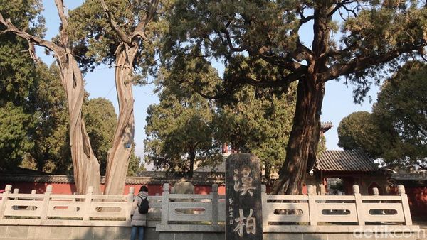 Foto: Pohon Berusia Ribuan Tahun & Batu Keberuntungan di China
