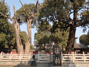 Foto: Pohon Berusia Ribuan Tahun & Batu Keberuntungan di China