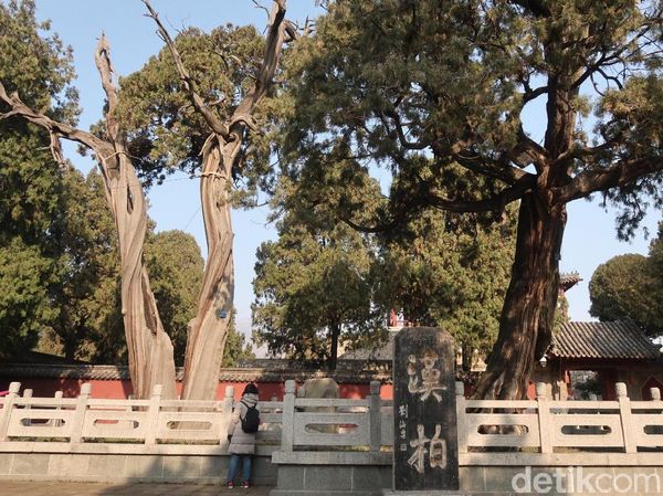 Foto: Pohon Berusia Ribuan Tahun & Batu Keberuntungan di China