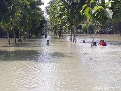 Hujan Deras, Belasan Hektare Sawah di Bojonegoro Terendam