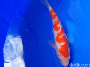 Kok Bisa Ikan Koi Mati Gara-Gara Listrik Padam Berjam-jam?