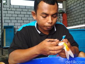 Demi Menang Kontes, Ikan Koi Bisa Dipoles di Salon Ini Lho