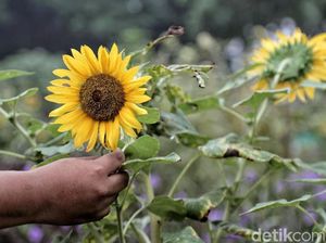 Terpikat Cantiknya Bunga Matahari di Timur Jakarta