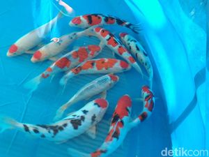 PLN Digugat Rp 10 Juta Gara-gara Ikan Koi Mati saat Listrik Padam