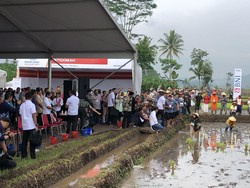 Ditemani Ridwan Kamil, Jokowi Blusukan ke Sawah di Garut