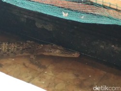 Pengguna Narkoba Keciduk, Buaya dan Ular Peliharaannya Diangkut