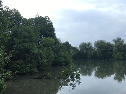 Kritik Hutan Lindung Jadi Food Estate, Komisi IV Bicara Kerusakan Lingkungan