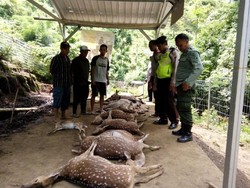 Belasan Rusa Tutul Coban Jahe Mati, Polisi: Diserang Macan