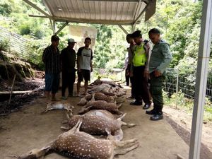 Belasan Rusa Tutul Coban Jahe Mati, Polisi: Diserang Macan Belasan Rusa Tutul Coban Jahe Mati, Polisi: Diserang Macan