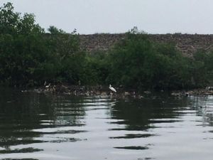 Duh! Sampah Masih Ancam Ekosistem Burung Air Duh! Sampah Masih Ancam Ekosistem Burung Air