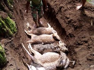 Belasan Rusa Tutul Mati di Coban Jahe, Diserang Anjing Liar?