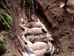 Belasan Rusa Tutul Mati di Coban Jahe, Diserang Anjing Liar?