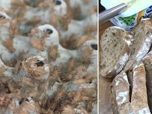 Enak dan Sehat, Toko Kue Ini Buat Roti Berbahan Tepung Jangkrik Enak dan Sehat, Toko Kue Ini Buat Roti Berbahan Tepung Jangkrik