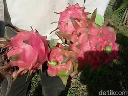 Tiga Perusahaan akan Serap 150 Ton Buah Naga dari Banyuwangi