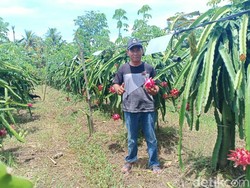 Harga Buah Naga Anjlok, Petani Ngaku Rugi hingga Rp 60 Juta