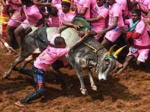2 Penonton Tewas dalam Festival Adu Banteng di India 2 Penonton Tewas dalam Festival Adu Banteng di India