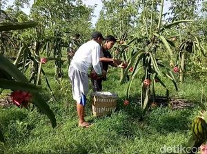 Harga Buah Naga di Banyuwangi Anjlok, Ini Penyebabnya