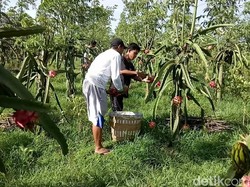Harga Buah Naga di Banyuwangi Anjlok, Ini Penyebabnya
